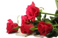 Rosen
