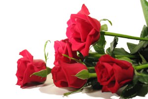 Rosen