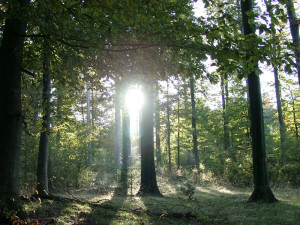 landhaus-beck-wald